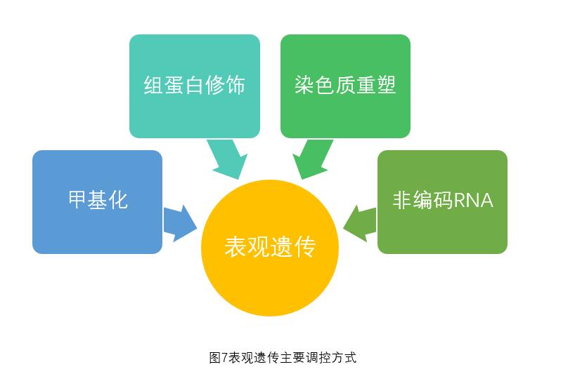 上帝的礼物的主要内容,表观遗传学与经典遗传学