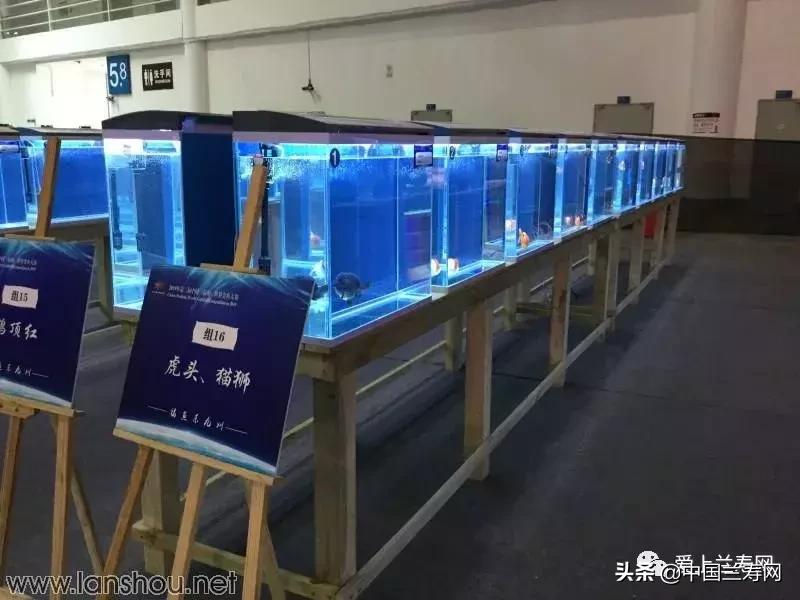 世界金鱼大赛在福州举行,2019中国世界金鱼大赛