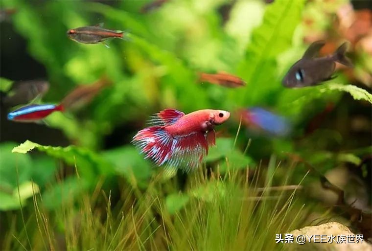 下盐能预防水霉病吗,盐治疗鱼病有哪几种