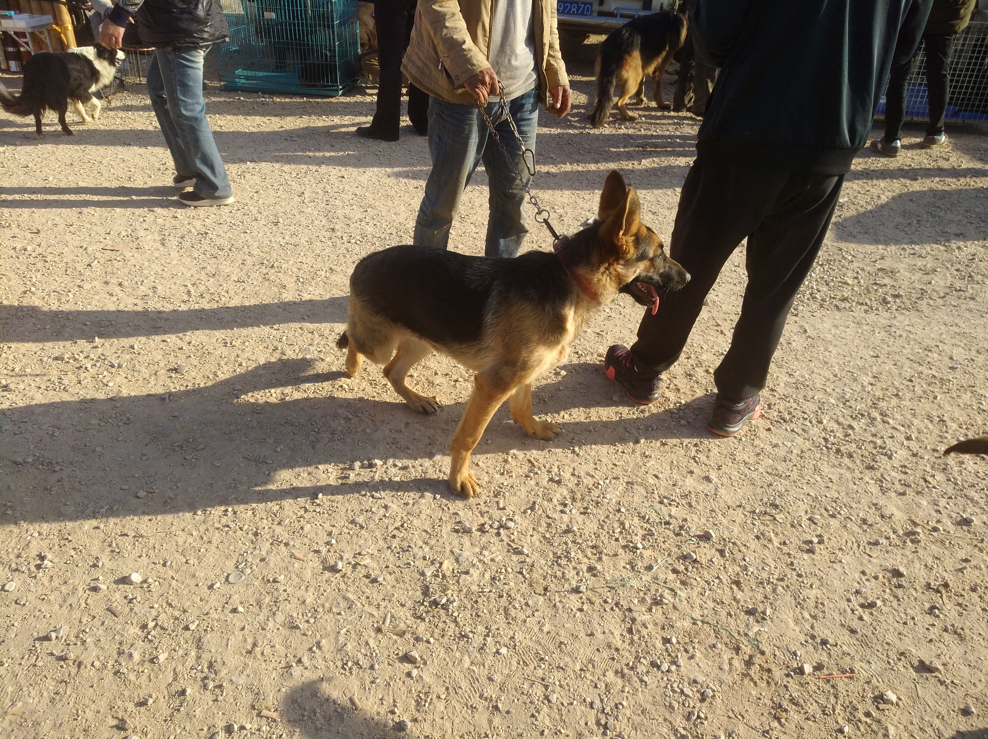 拆家狗狗被买走,德国牧羊犬拆家吗