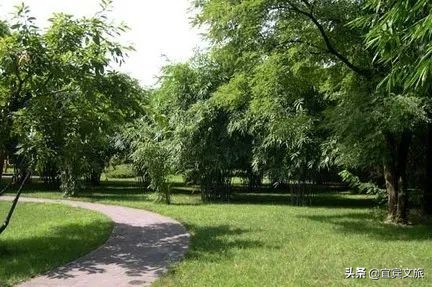 国内赏竹,中国人赏竹