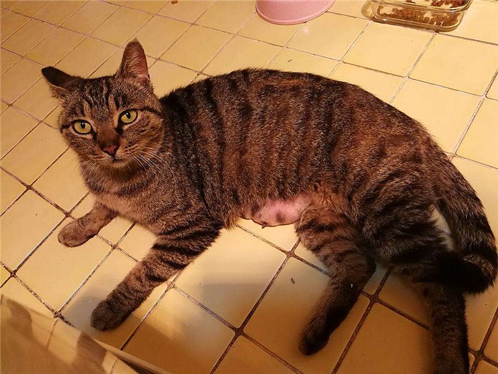 猫咪生下来第一天,猫咪生的第一窝小猫一定不能留吗