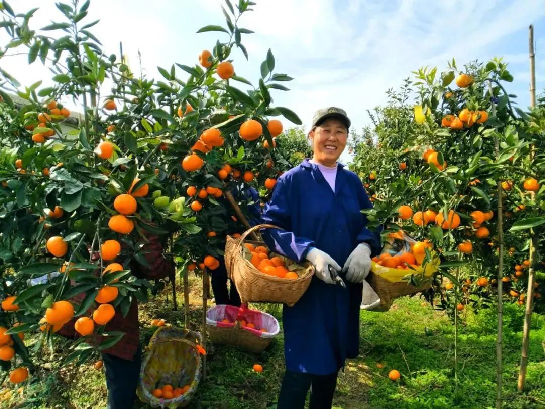 喜讯!可可(荆门)农业股份有限公司荣获中国良好农业规范(ChinaGAP)认证