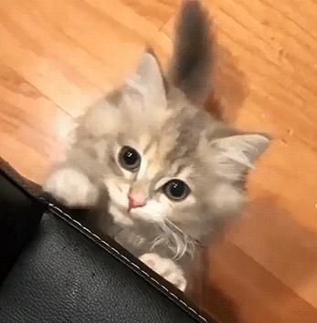 猫为啥爱吃植物,猫爱吃鸡肉还是虾肉