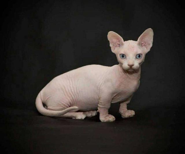 最适合12星座的猫咪,十二星座最配的猫是什么猫