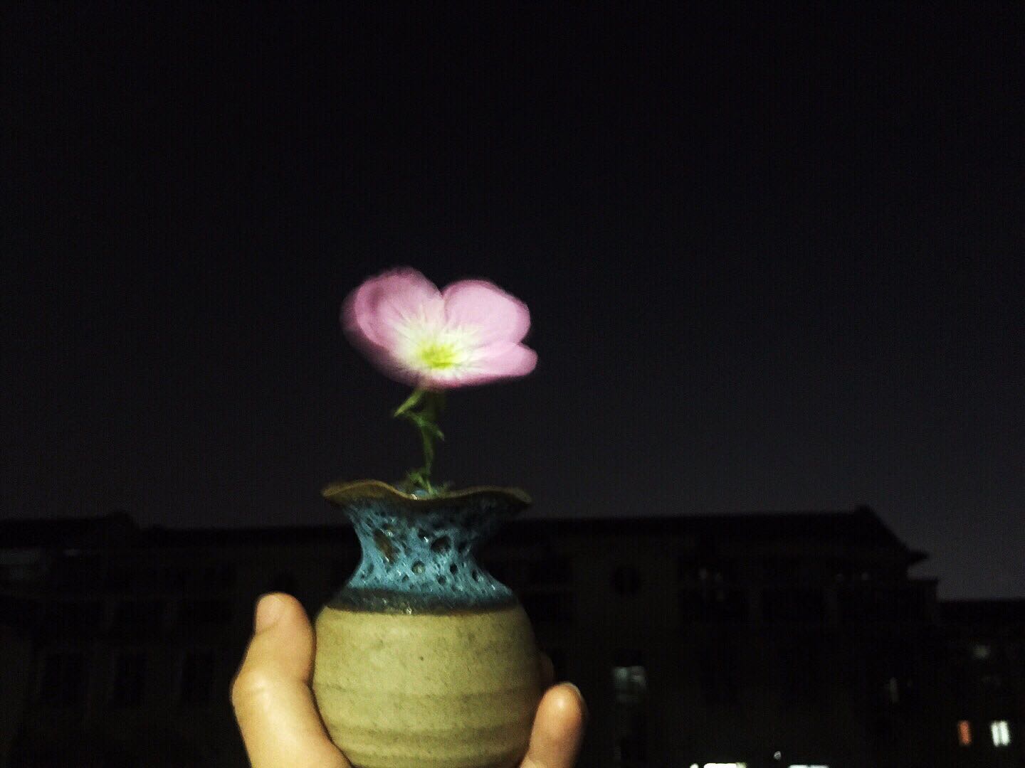 欣赏一朵花的心情,凝视一朵花