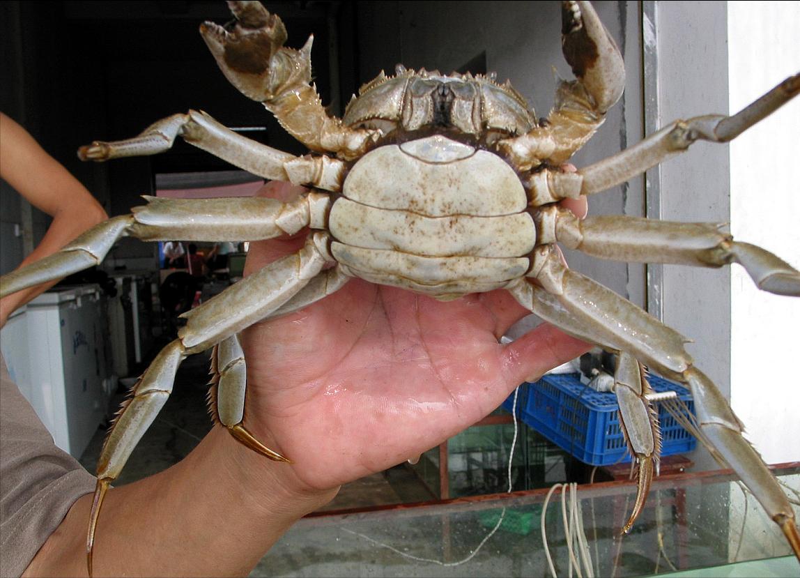 螃蟹公蟹怎么挑选才是正确的,螃蟹怎么选择公蟹还是母蟹好