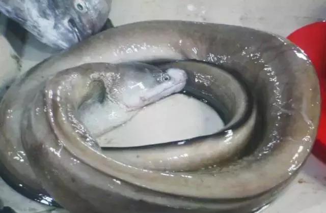 防城港怎么吃海鲜便宜不被坑,防城港干货海鲜有哪些