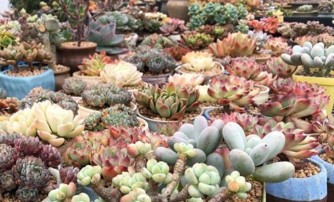 多肉叶子徒长处理办法视频,多肉叶子发绿怎么处理