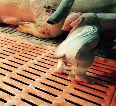 仔猪疝气最好的治疗方法,仔猪八字腿用什么胶布