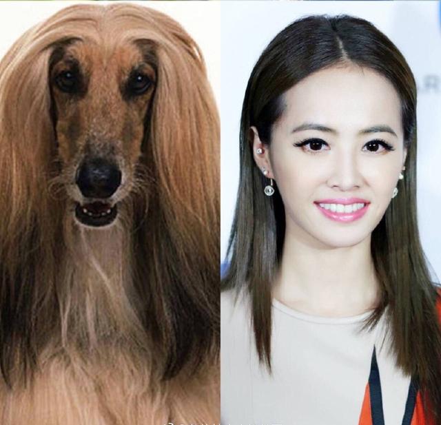 明星撞脸不可怕性别不同就尴尬,意想不到的明星撞脸