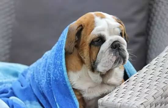 狗狗得细小一般熬过几天会好,狗狗得细小的原因有哪些