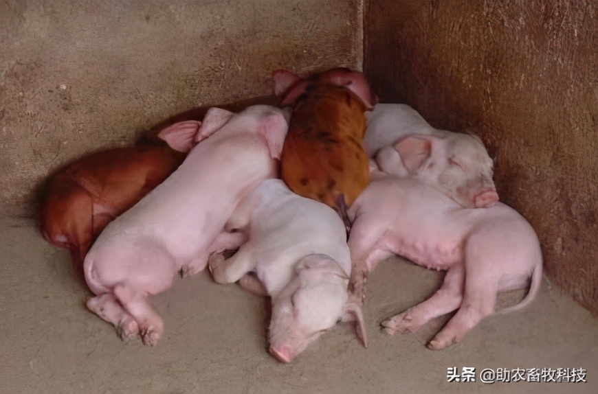 猪发热多少度时用药,猪低温375用什么药