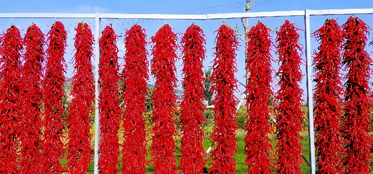 甘肃人爱吃盐,甘肃人喜欢吃辣吗