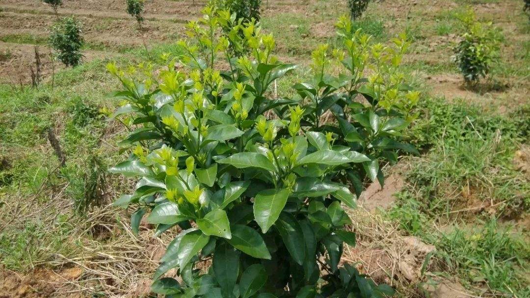 柑橘根受损,柑橘烂根自然修复