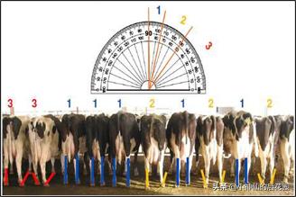 牛蹄疣的发病原因,牛蹄长疣后修复