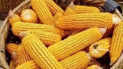 纯粮酒得需要多少成本,最便宜的纯粮酒的成本