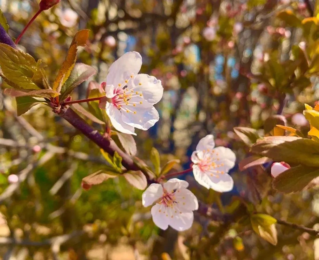 关于春天的古诗词名句大全简短,描写春天美丽景色的古诗名句大全