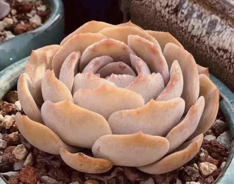 许家印120亿打造莲花形足球场,许家印恒大足球专业足球场