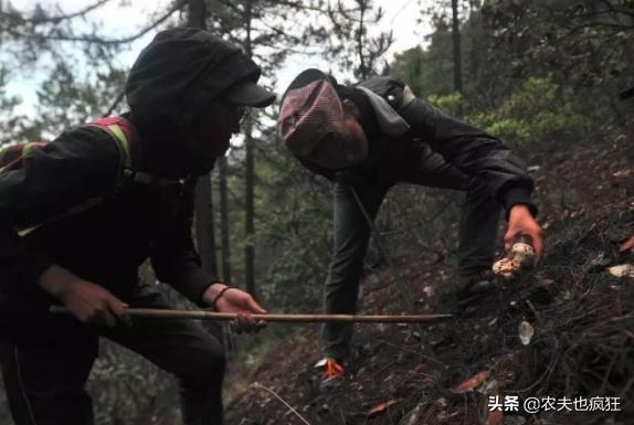 50吨冬虫夏草多少钱,冬虫夏草亩产多少