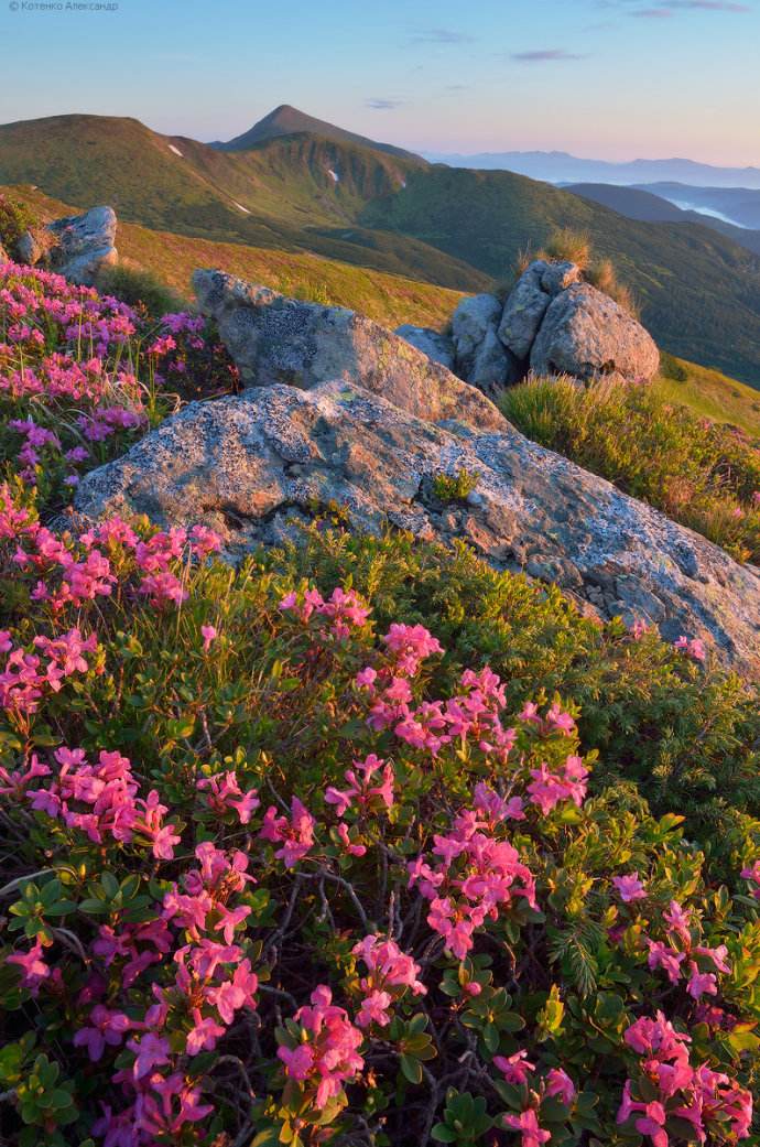 王安忆长恨歌中对流言的描写,王安忆血缘与仙缘