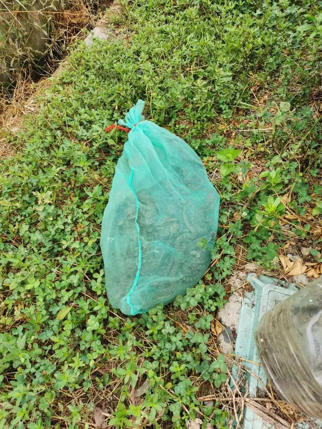 宝宝长痱子吃蛇肉有用吗,小孩长痱子吃蛇有用吗