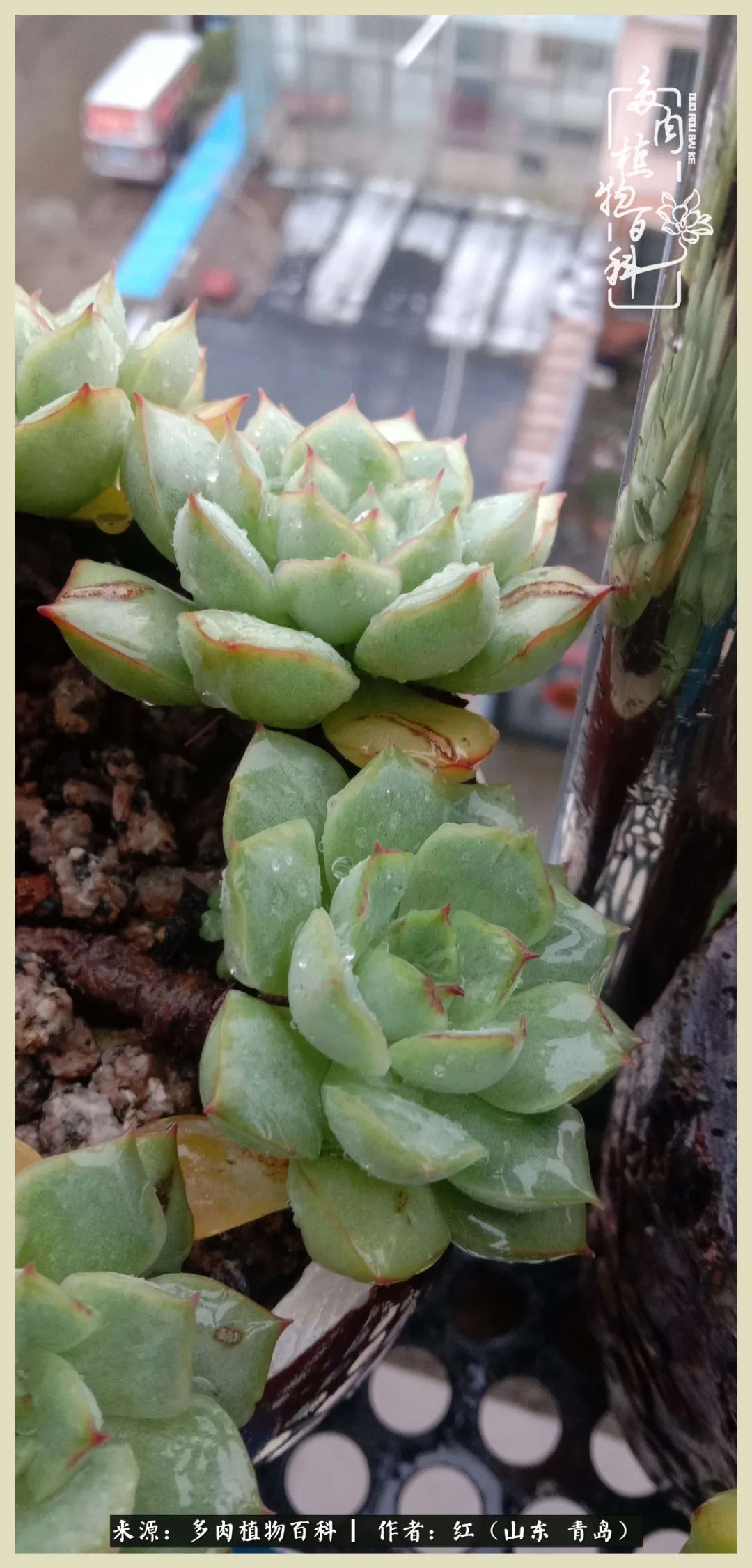 度夏多肉秋天发根,度夏坚强活下来的肉肉们
