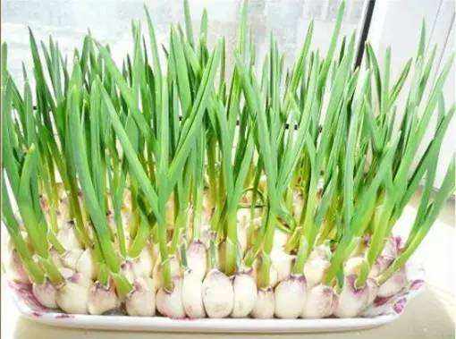 大蒜的品性,大蒜的奇迹