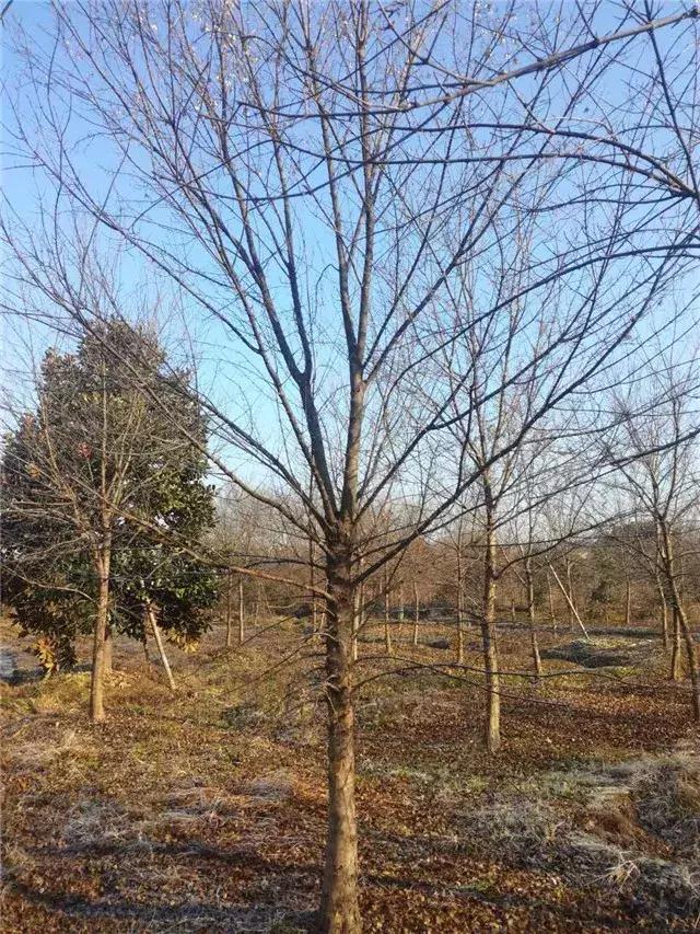 「苗木通新晋会员」湖州陈春耕：细节具体、价格适中、售后保障