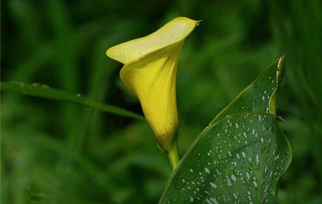 黄花马蹄莲叶子形状,红黄花马蹄莲图片