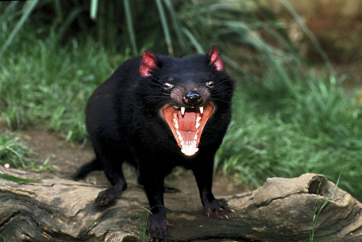 放生企鹅被海豹吃了,企鹅濒临灭绝