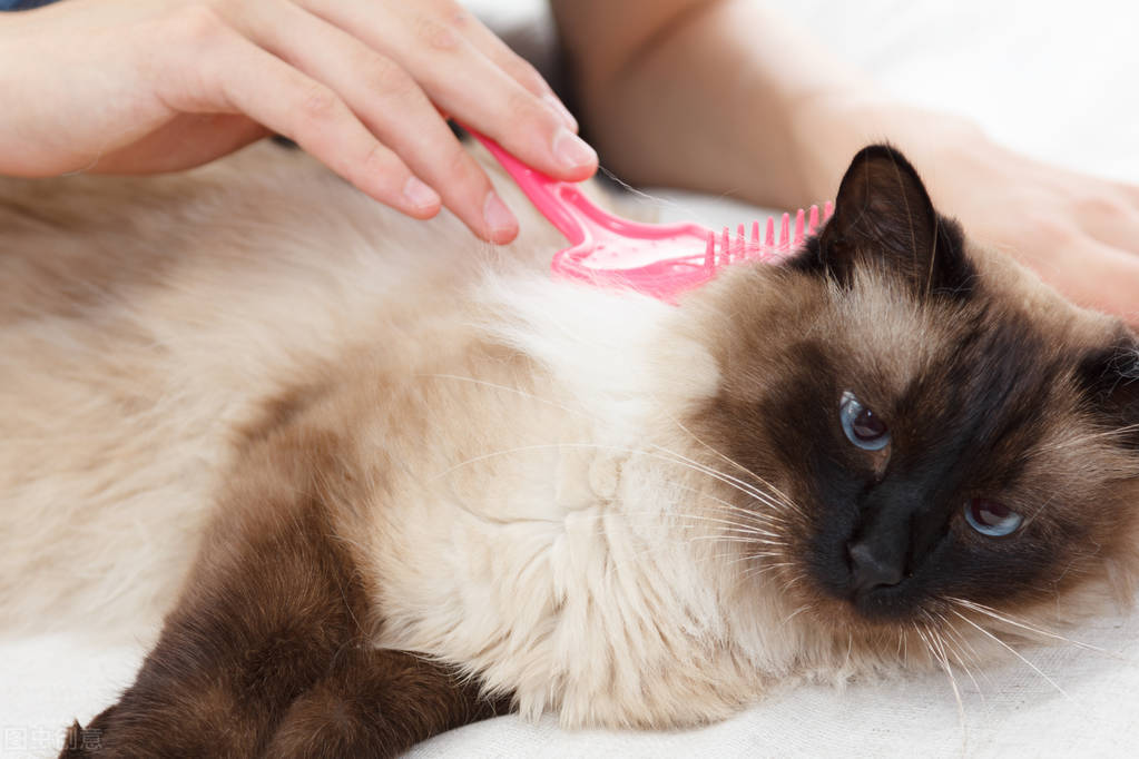 养猫经验猫咪肚里有毛球怎么办,养猫经验猫咪有伤口怎么处理