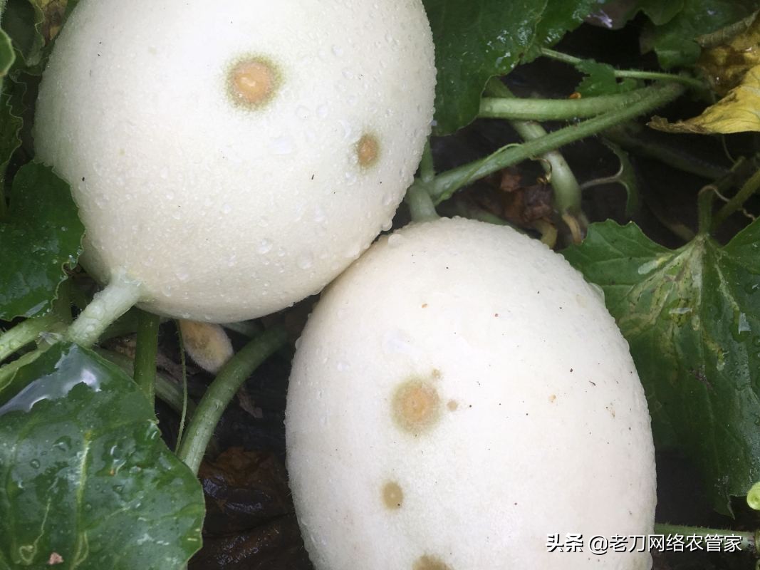甜瓜表皮有黑斑里边烂了是什么病,甜瓜瓤有一点发黑怎么回事