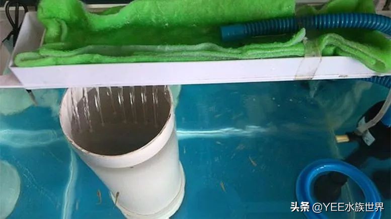 反气举多久能建立硝化系统,反气举可以培养硝化菌吗