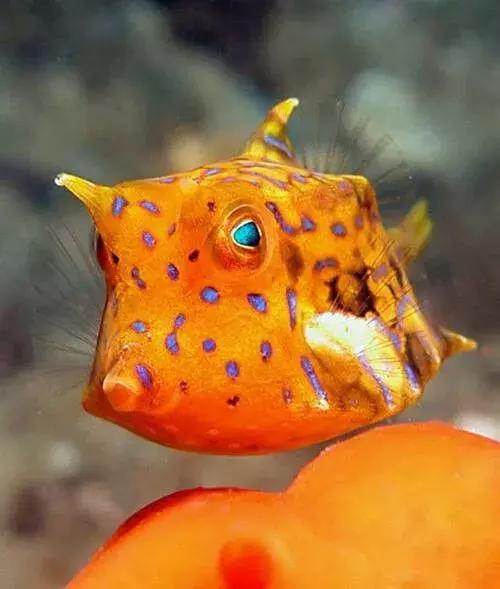 世界上最惊艳的海底照,100张绝美的海底照片