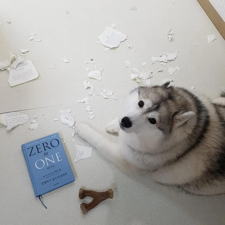 二哈为什么变瘦了,二哈太胖了必须要减肥