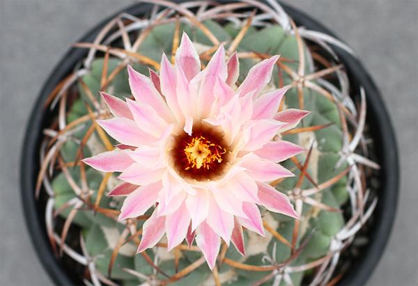 仙人掌开花有多美,仙人掌花开好娇艳