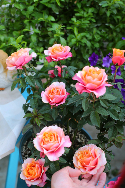 艾帕索月季和朱丽叶哪个值得买,和室月季和艾帕索月季哪个好养