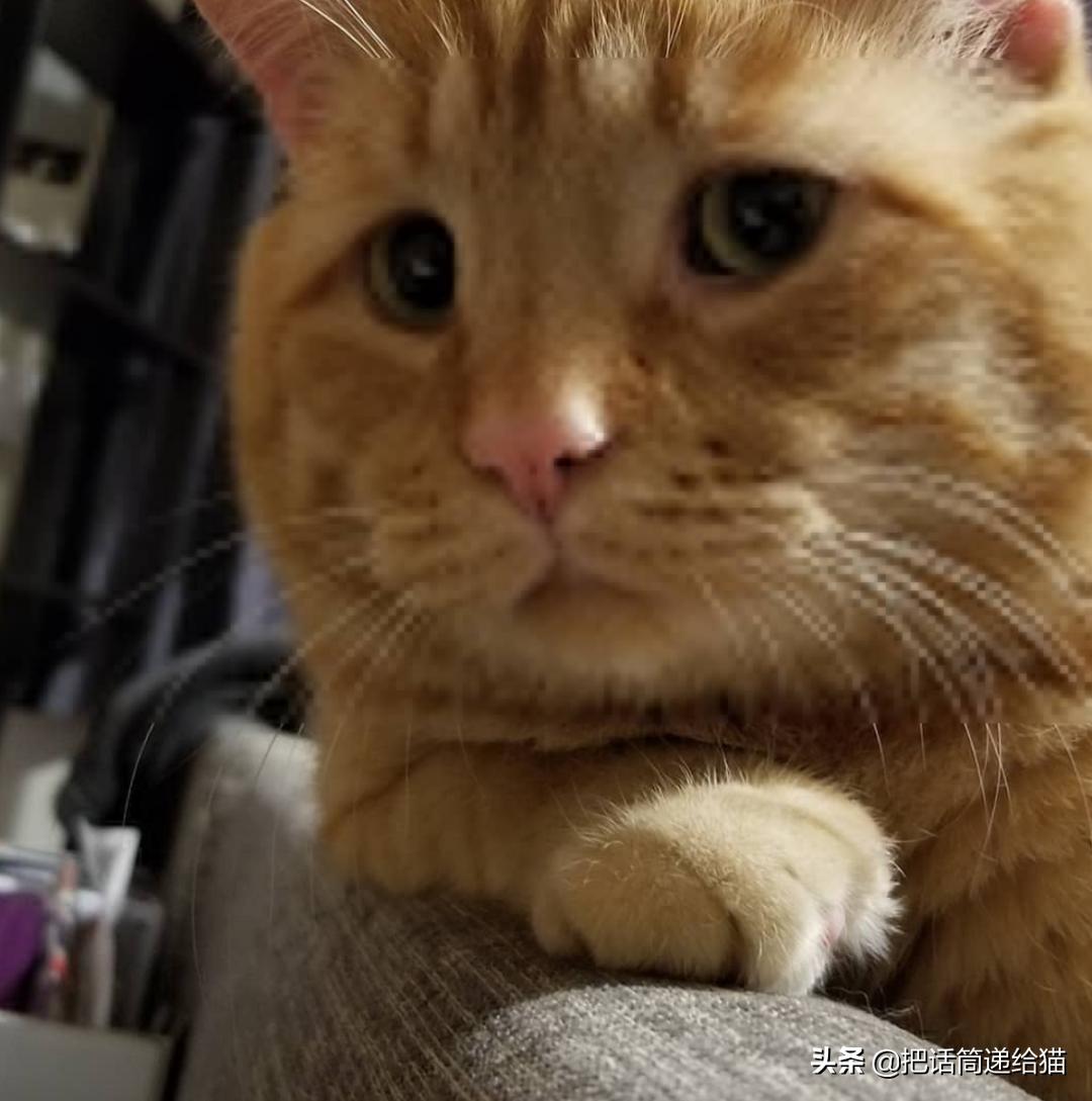 被弃养的猫还要打疫苗吗,弃养了一只猫