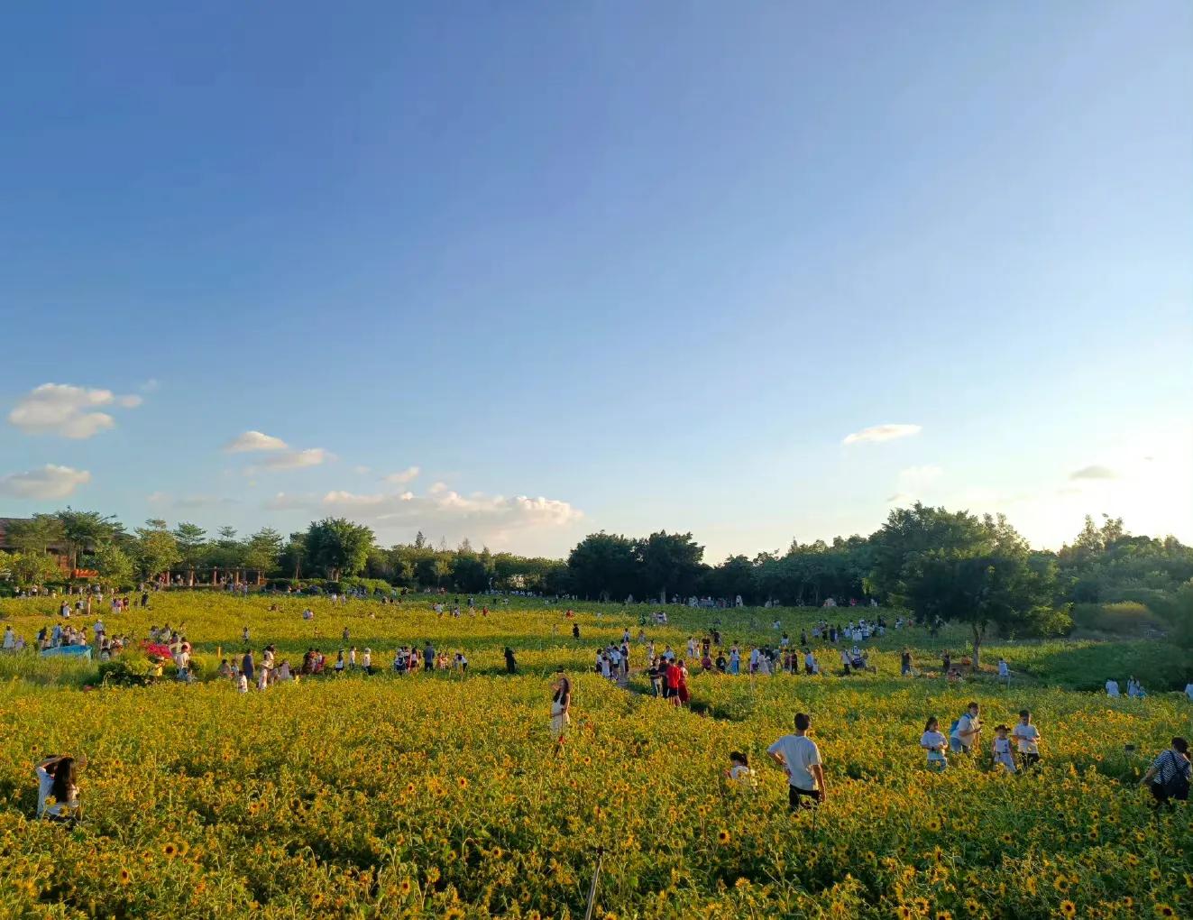 厦门香山有什么风景,厦门翔安必去8个景点香山