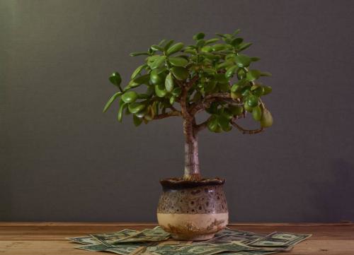 花卉夏天养什么最旺财,什么花草容易打理又要招财又好养