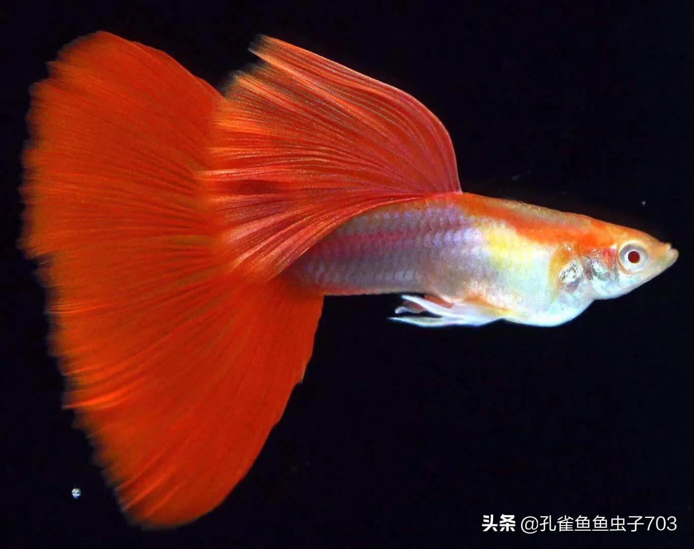 孔雀鱼为什么要剪尾,孔雀鱼烧尾后要剪尾吗