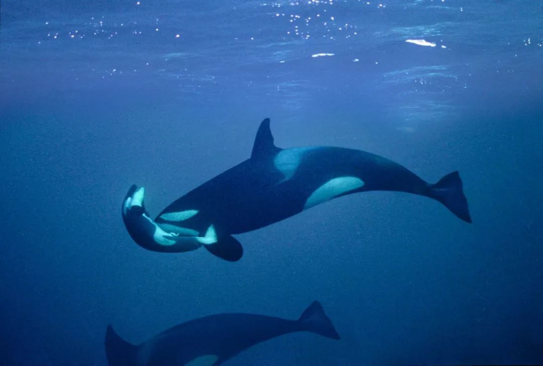 73岁老人被狼追杀,人类被鲨鱼猎杀的惊恐瞬间