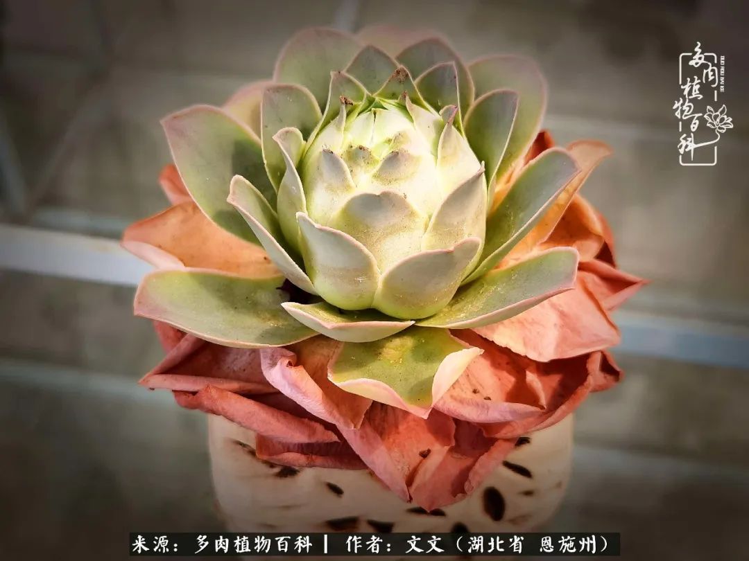 夏季多肉花园图片,初夏多肉花园