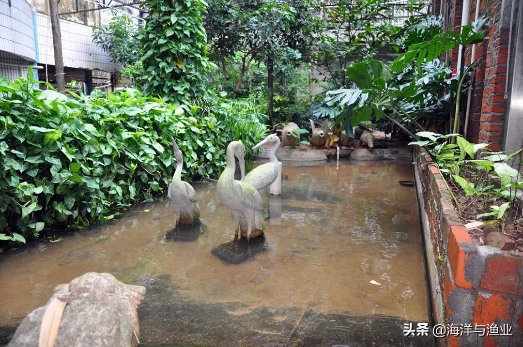 杨村金钱龟养殖基地,惠州李艺金钱龟生态园生意好吗