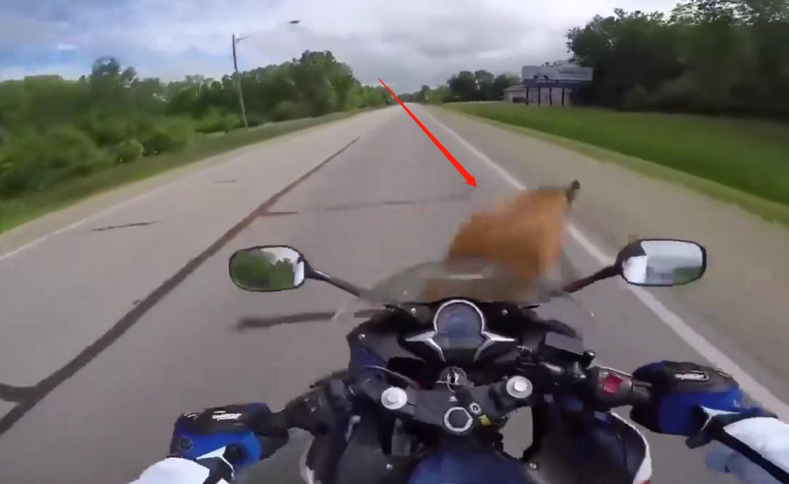 货车撞上牛群当场撞死14头牛,货车撞上牛群致14头牛当场死亡