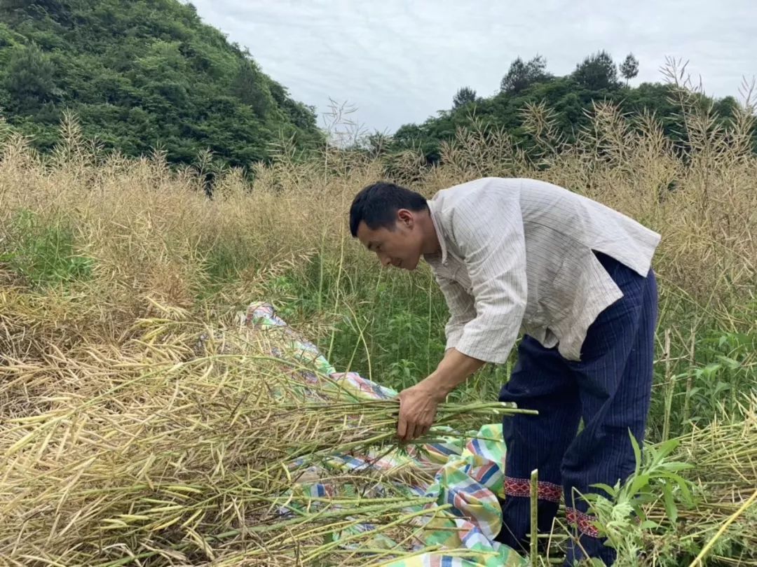 磨叽哥,磨叽哥直播