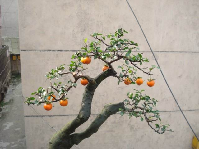 金弹子盆景正宗的做法,金弹子盆景有几个基本造型