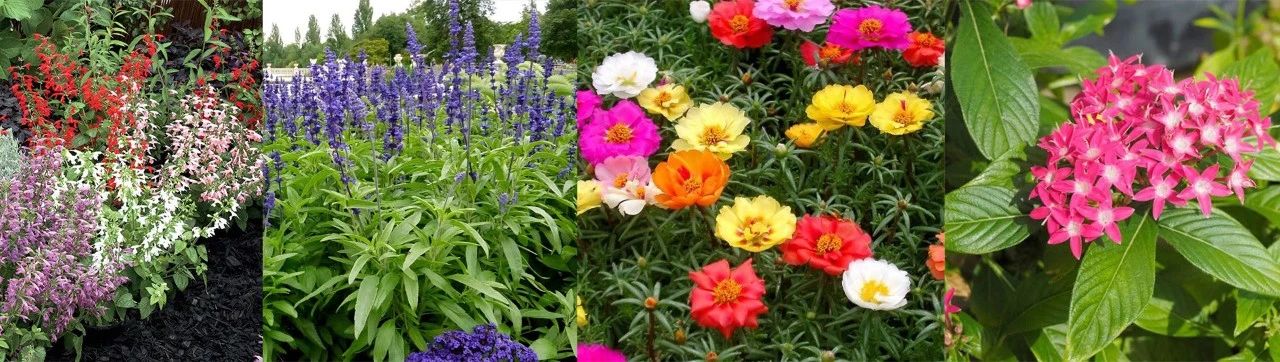 适合室外不怕酷热和寒冷的花卉,适合阴暗潮湿不需要阳光的植物