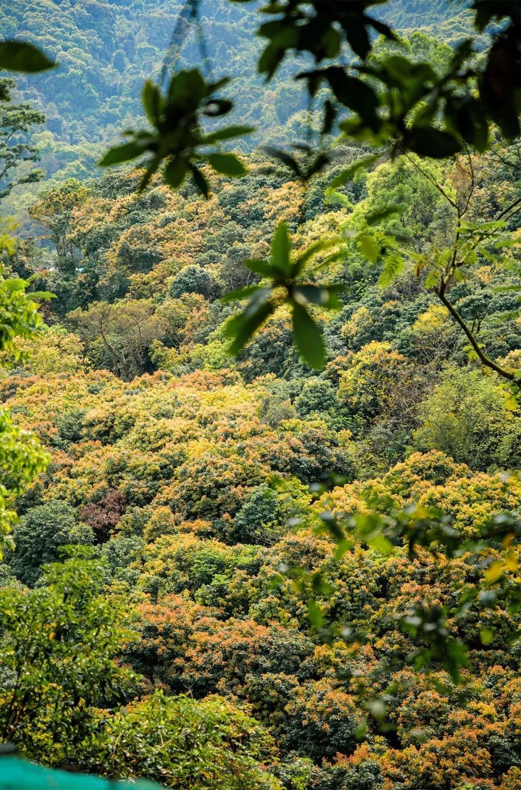 坐一趟4号线，打卡深圳19个热门游玩地！
